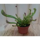 Warentuin Collection 3 stuks! Vleesetende plant Trompetbekerplant Sarracenia