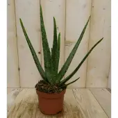 Warentuin Collection 2 stuks! Kamerplant Aloe vera