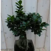 Warentuin Collection Bonsai Ficus Microcarpa 50 cm kamerplant