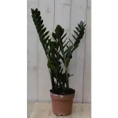 Warentuin Collection Emerald palm Zamioculcas potmaat 22 cm H40-60 cm kamerplant