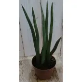 Warentuin Collection Vrouwentong Kirkii Sansevieria 50 cm kamerplant Dracaena