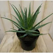 Warentuin Collection Aloe kamerplant Aloe vera