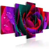 Karo-art Schilderij - Multi kleurige roos