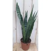 Warentuin Collection Vrouwentong Sansevieria donkergroen 50 cm kamerplant Sanseveria