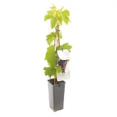 Fruithof Vitis vinifera Heike Pitloze rood/paarse druif fruitplant