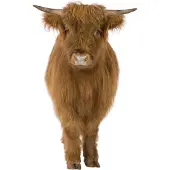 VAN IKKE Muursticker Schotse Hooglander XL