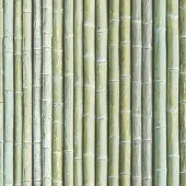 Praxis Vliesbehang bamboe groen G67941
