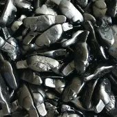 Astra zwarte muizen 3kg