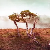 Cd Juniper