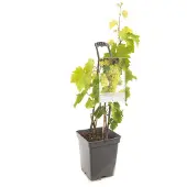 Warentuin Vitis Vin. Bianca - Draagbeugel