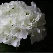 Maxifleur Kunstplanten Hortensia deluxe kunstplant 45cm - crème