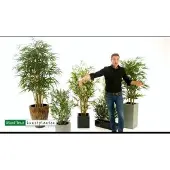 Maxifleur Kunstplanten Bamboe kunstplant 180cm