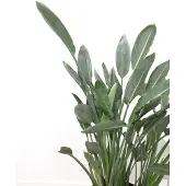 Green bubble Strelitzia Reginae - 140cm