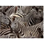 Artgeist Fotobehang - Kudde zebra's