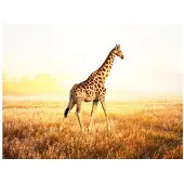 Artgeist Fotobehang – Behangpapier - Fotobehang - giraf - wandeling 350x270 -
