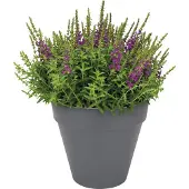 Elho Bloempot Loft Urban Antraciet D 69 H 62,5 Cm