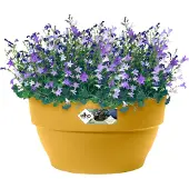 Elho Vibia Campana Schaal 27 - Bloempot voor Buiten - Ø 27.0 x H 14.0 cm - Honinggeel