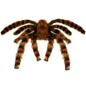 Finidi Spin harig voor Halloween 65 cm buigbaar