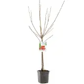 Fruithof Prunus avium big. napoleon laagstam geel rode kers fruitboom - Fruithof
