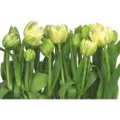 Komar Fotobehang Tulips