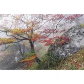 Komar Vliesbehang Digitale print vlies - Euphoria - Afmeting 300 x 200 cm (1 stuk)