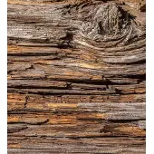 Blokker Dimex Tree Bark Vlies Fotobehang 225x250cm 3-banen