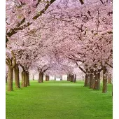 Blokker Dimex Cherry Trees Vlies Fotobehang 225x250cm 3-banen