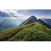 Overig Fotobehang Green Vein - Meerkleurig - 2,50m X 400cm