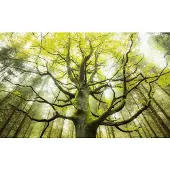 Overig Der Traumbaum Fotobehang Der Traumbaum - Groen - 2,80m X 450cm