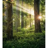 Overig Fotobehang Goblins Woods - Groen - 2,80m X 250cm