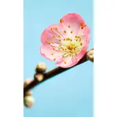 Komar Fotobehang vlies Peach Blossom 150x250 cm