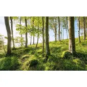 Overig Fotobehang Zauberhaftes Buchenspektakel - Meerkleurig - 2,80m X 450cm