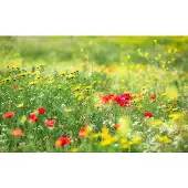 Overig Wiesenzauber Fotobehang Ii - Meerkleurig - 2,80m X 450cm