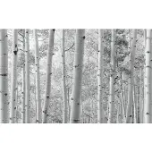 Overig Espenwald Fotobehang - Zwart - 2,80m X 450cm
