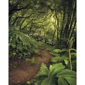 Komar Vliesbehang Digitale print vlies - The Path - Afmeting 200 x 250 cm (1 stuk)