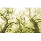 Komar Vliesbehang Digitale print vlies - Green Fire - Afmeting 400 x 250 cm (1 stuk)
