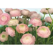 Komar Fotobehang Gentle Rose
