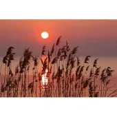 Blokker Dimex Reed Vlies Fotobehang 375x250cm 5-banen