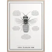 Kunskapstavlan® Våra Älskade Bin Poster 50x70 Cm - Posters Papier Black and White - 8789