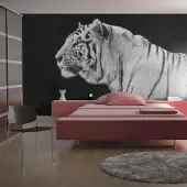 Artgeist Fotobehang – Behangpapier - Fotobehang - Witte tijger 350x270 -