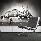 Artgeist Fotobehang - Gemsbok strijd