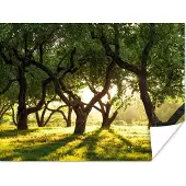 PosterMonkey Poster Bomen - Natuur - Zon - 80x60 cm