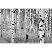 Komar Fotobehang Woods