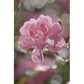 Komar Fotobehang papier Bouquet 184x254 cm