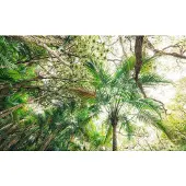 Overig Fotobehang Touch In The Jungle - Groen - 2,80m X 450cm