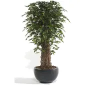 Emerald Kunstplant Ficus Benjamina Liana Deluxe