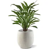 Maxifleur Kunstplanten Calathea Leopardina kunstplant 60cm
