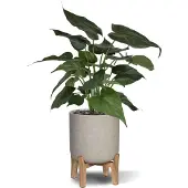 Maxifleur Kunstplanten Alocasia Cucullata kunstplant 50cm