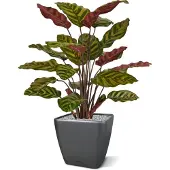 Maxifleur Kunstplanten Red Calathea Makoyana kunstplant 60cm