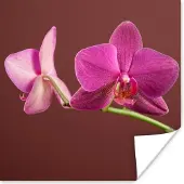 PosterMonkey Poster Bloemen - Orchideeën - Roze - 30x30 cm
